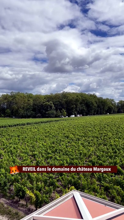REVEIL dans le domaine du château Margaux