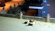 Sivas Kangal'ın saldırdığı yaban domuzunu sürüsü kurtardı!