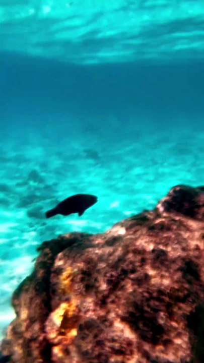 VIE SOUS-MARINE à l'île Maurice
