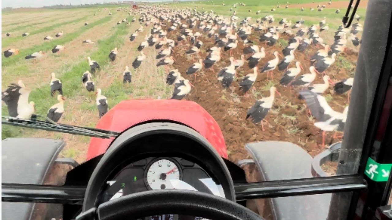 Large Flock Of Storks Walks And Flies Beside A Tractor