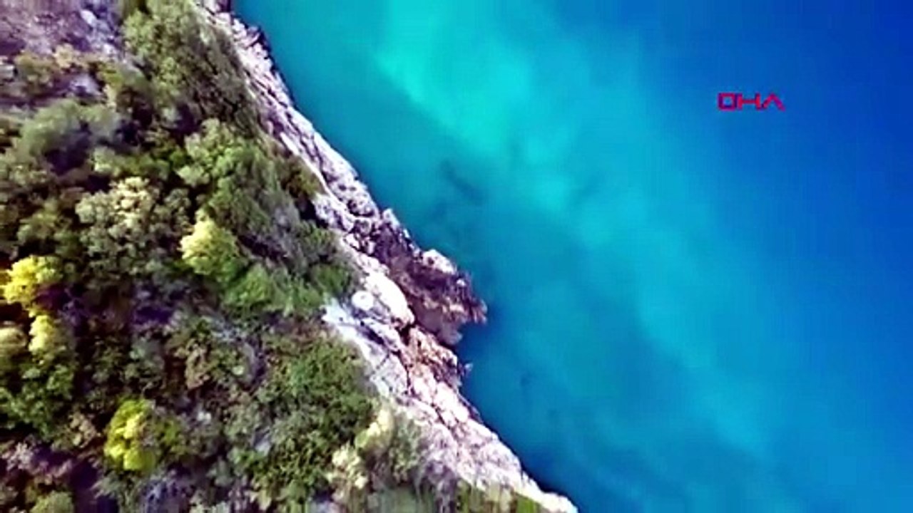 Türkiye'nin köpek balığı cennetinde denizin en vahşilerine 7/24 kameralı takip!