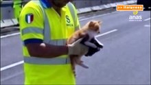 Tangenziale di Catania, un gatto fugge da un'auto, salvato