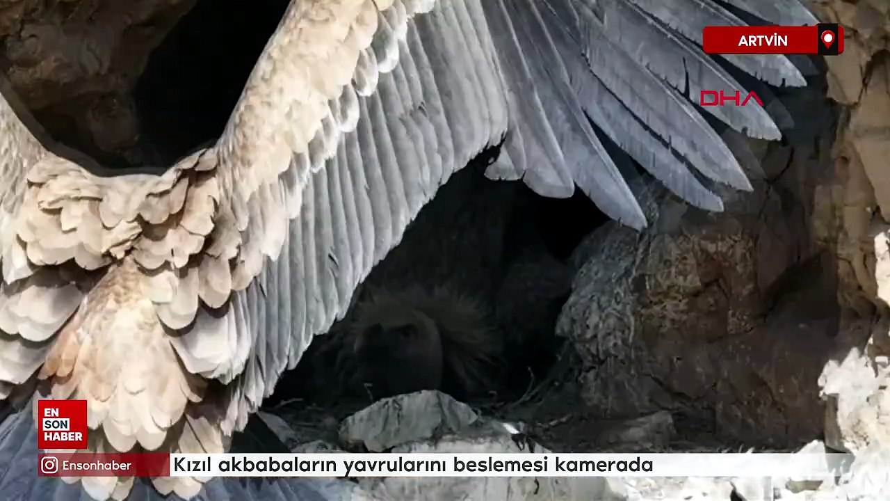 Artvin'de kızıl akbabaların yavrularını beslemesi kamerada