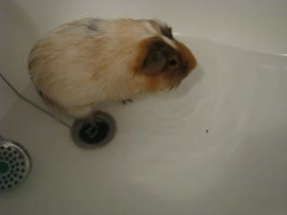 LE BAIN DE POUIC POUIC !