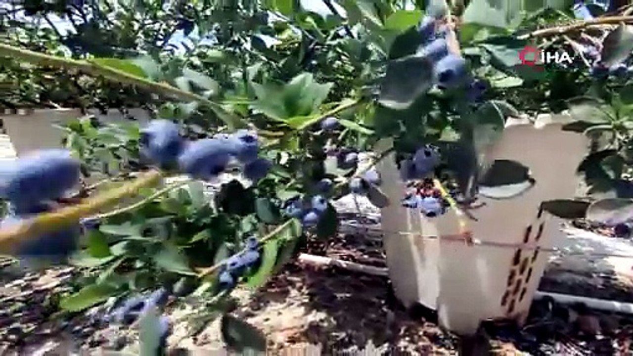 Şehir hayatını geride bırakıp Urla'ya yerleşen çift kendi işlerinin patronu oldu