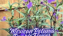 Mexican Petunia Purple Flower