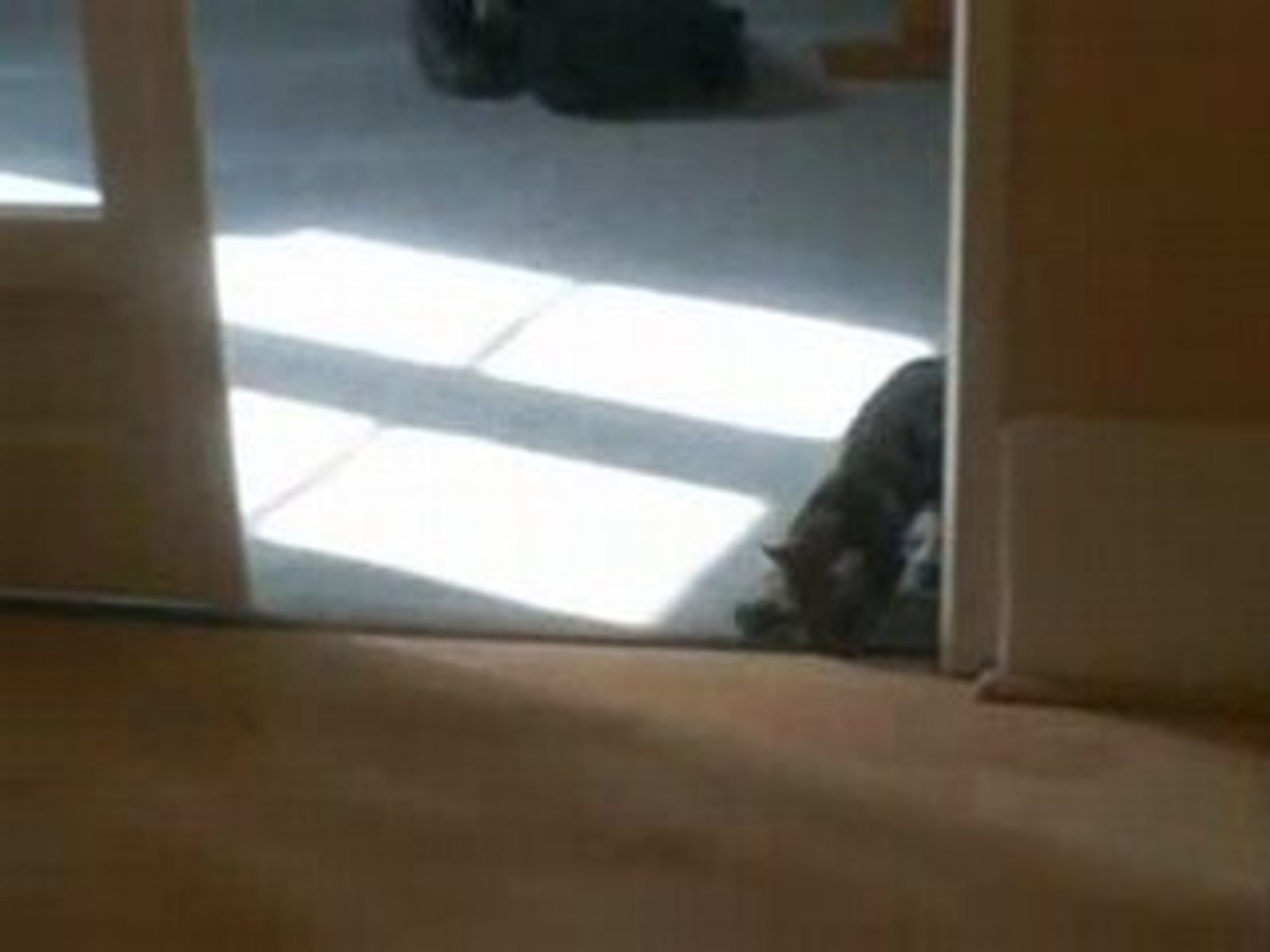 Petit Chat Qui Marche De Travers Video Dailymotion