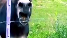 funny Donkey  🤣 video clip