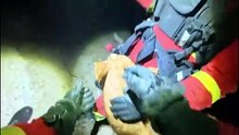 La UME auxilia animales durante la extinción del incendio en Madrid: "¡Que te hemos salvado, bicho!"
