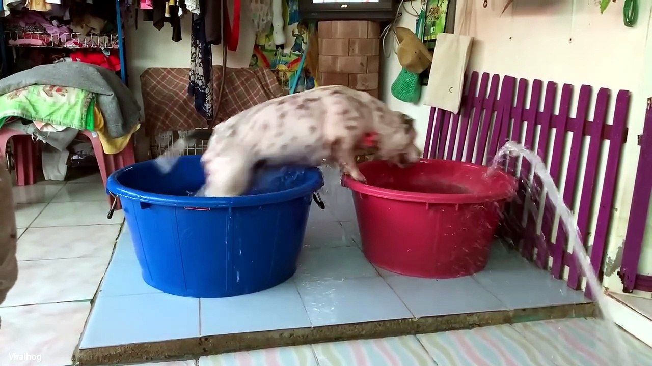 Funny Animal Fails That Are Simply Unforgettable#fuuny#animals#funnyvideo