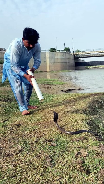 دریا کے کنارے ناگ