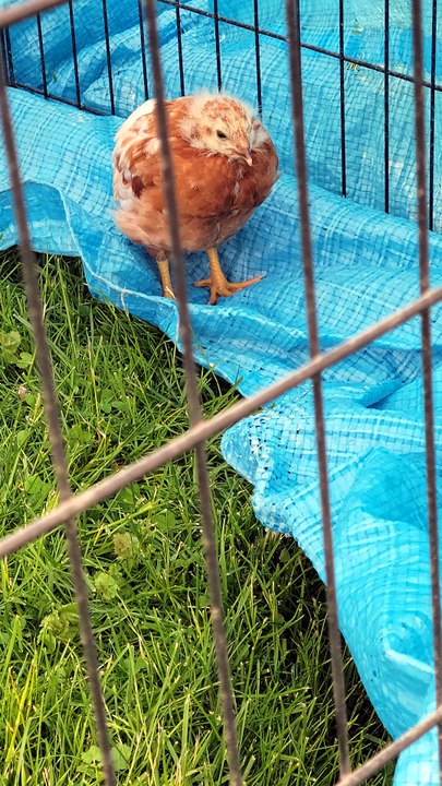 Scootaltoo and Francisco move into more spacious digs. | #SparklegleamFarm #Scootaltoo #Francisco #farm #chicken #farmanimals #soft #cute