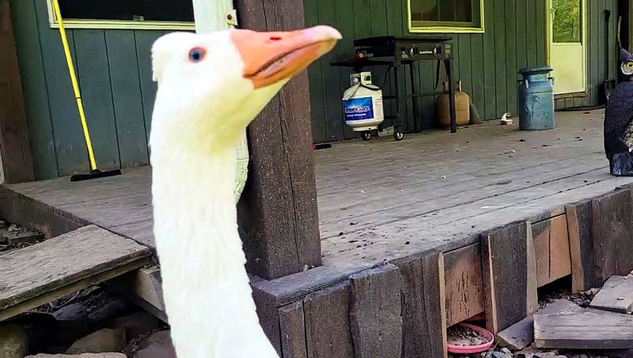 Behold, Lemongrab, giver of suspicious side-eye to ducklings minding their own business. | #SparklegleamFarm #DVD #MaryTylerMolt #Lemongrab #MTM #DickVanDuck #farm #goose #farmanimals #UNACCEPTABLE #cute