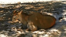 Safari Completo no Alentejo: O Guia do Badoca Safari Park 🇵🇹