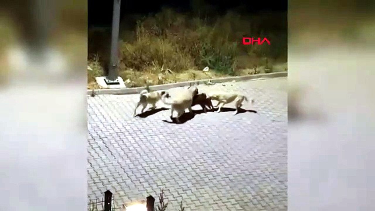 Başıboş köpekler yavru yaban domuzuna saldırdı!