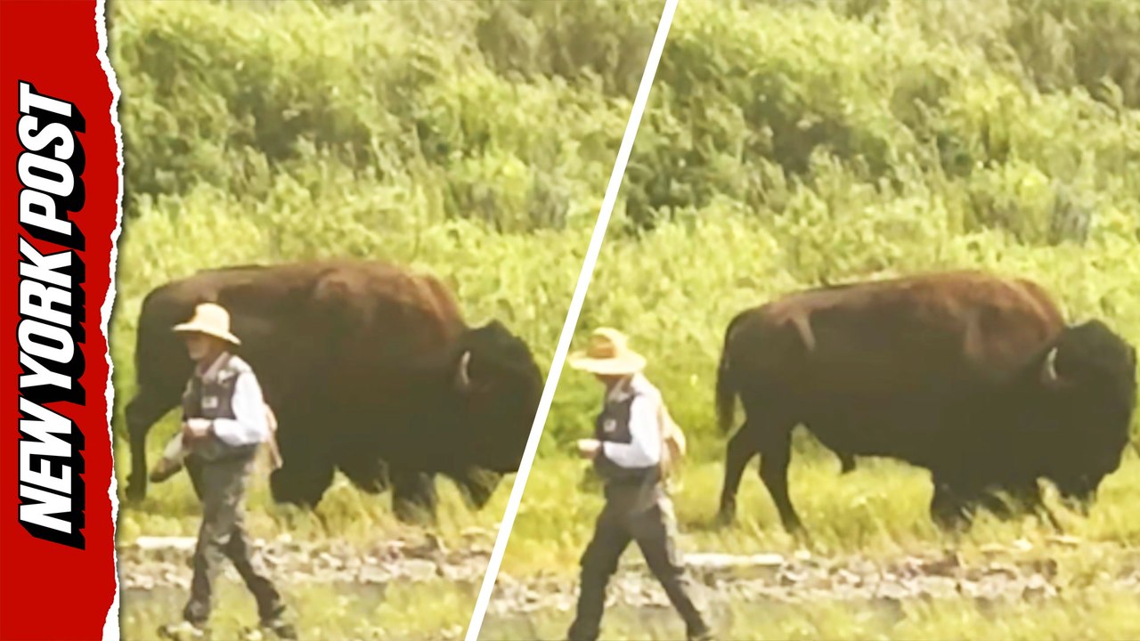 Family desperately honks to warn oblivious fisherman of lurking bison at Yellowstone
