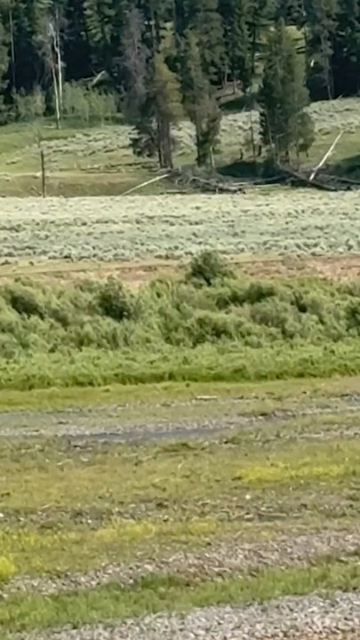Family desperately tries to warn oblivious fisherman of bison