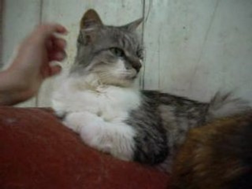 caviare 2008