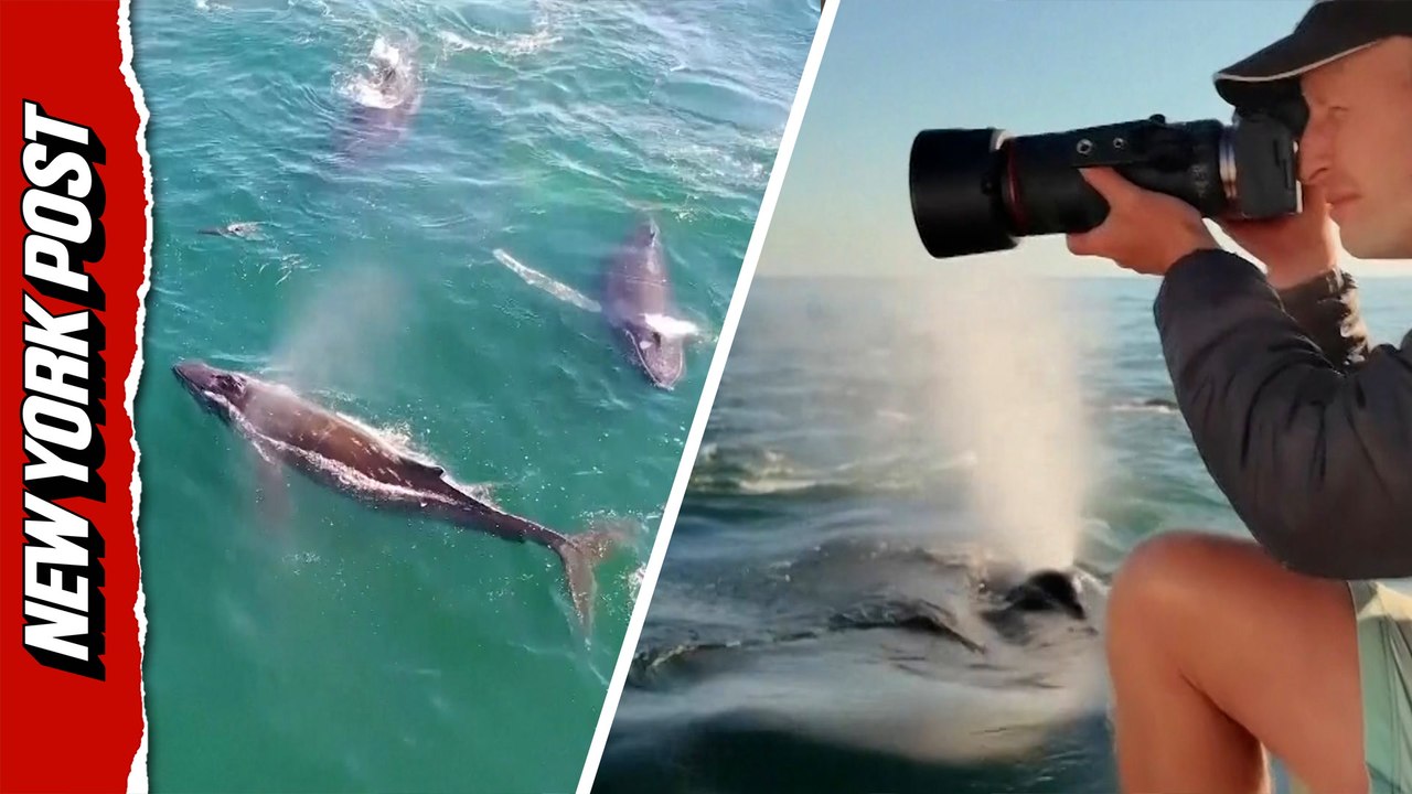 'They actually burp and fart all the time' — Humpback whale supergroup leaves fishy impression