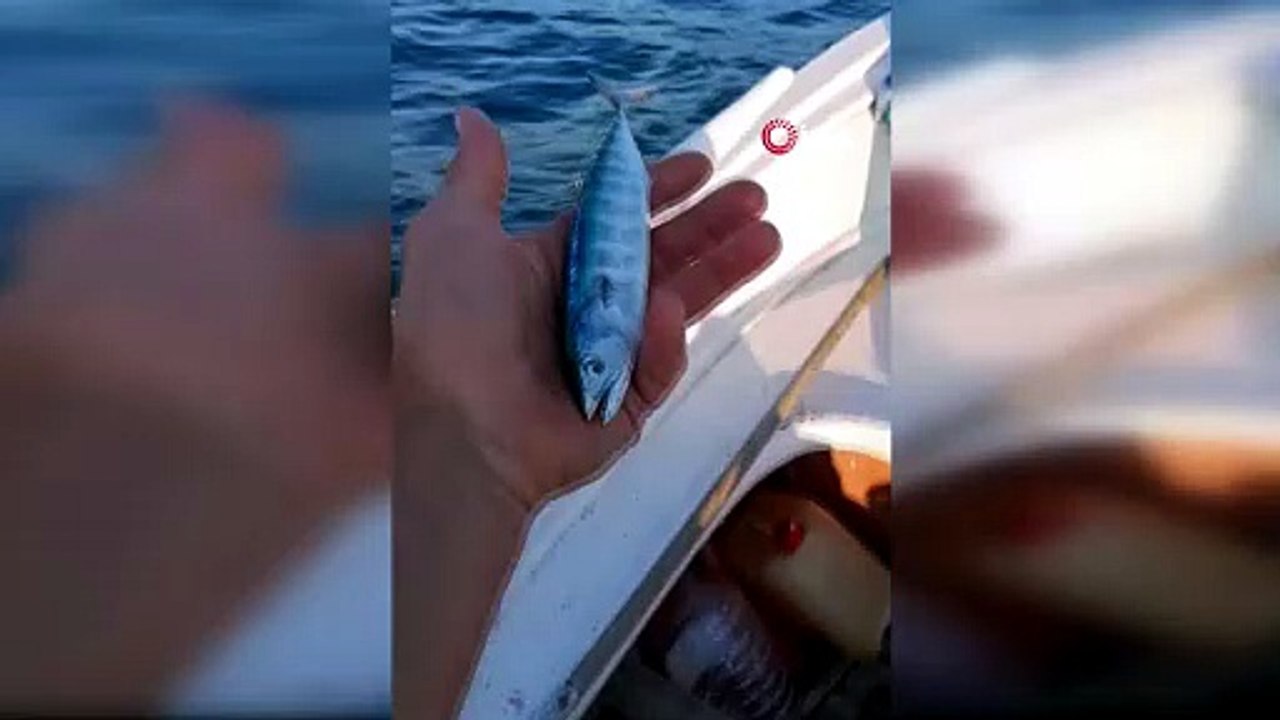 Sinop'ta sezonun uğuru vonoz yakalandı