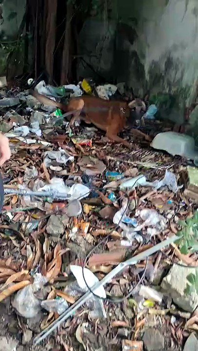 Cão farejador encontra drogas no bairro Bom Futuro, em Fortaleza