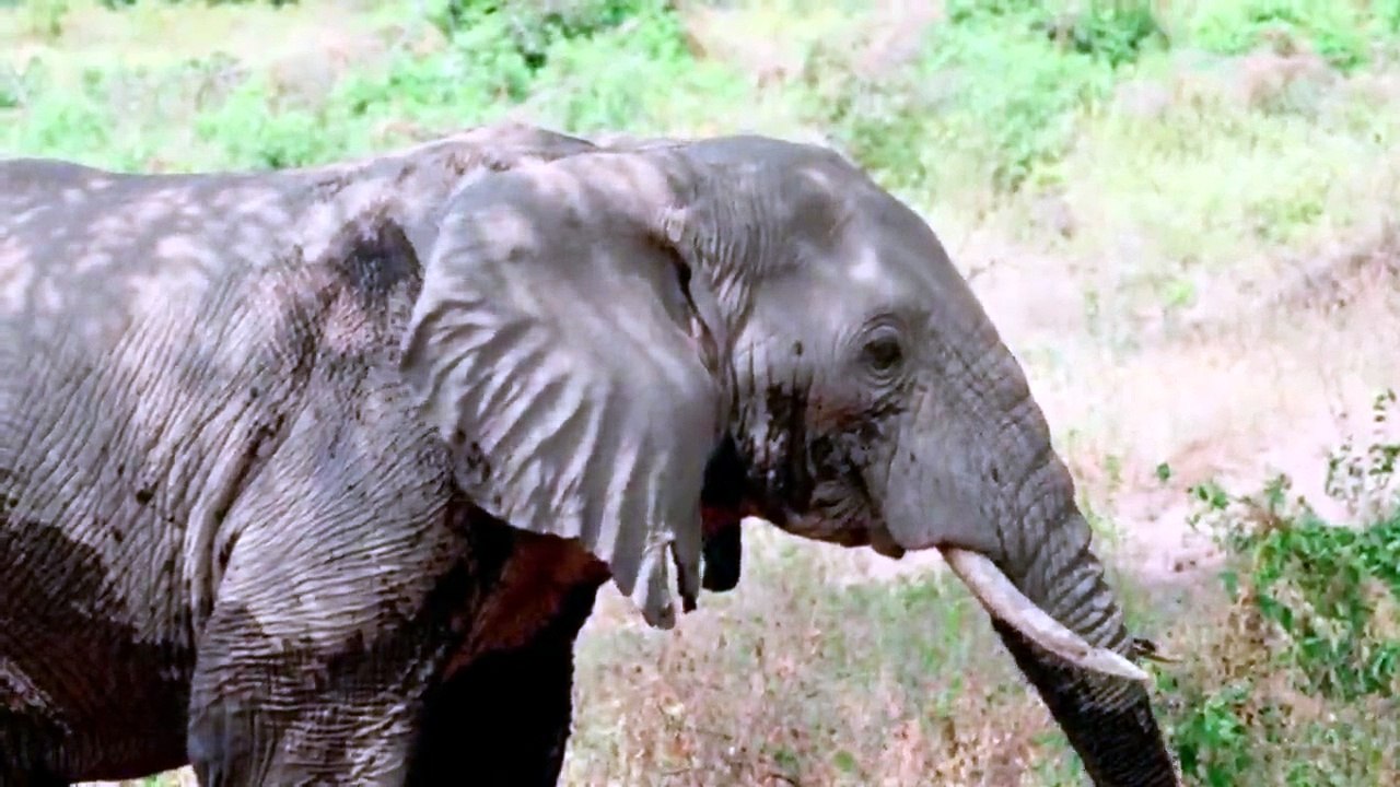 AN ELEPHAN RAISING LION CUB