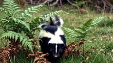 Skunk : The striped night wanderer with a powerful defense