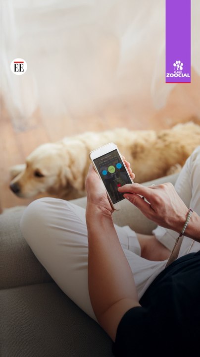 Cámaras, comederos y apps: lo que no le cuentan sobre la tecnología para mascotas