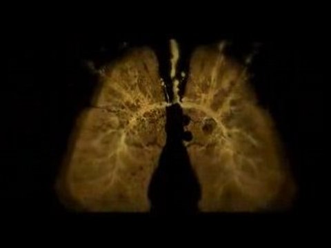 Bring me the Horizon - Pray for Plagues