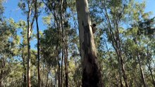 Innovative tracking collars help researchers monitor south-east Queensland koala populations