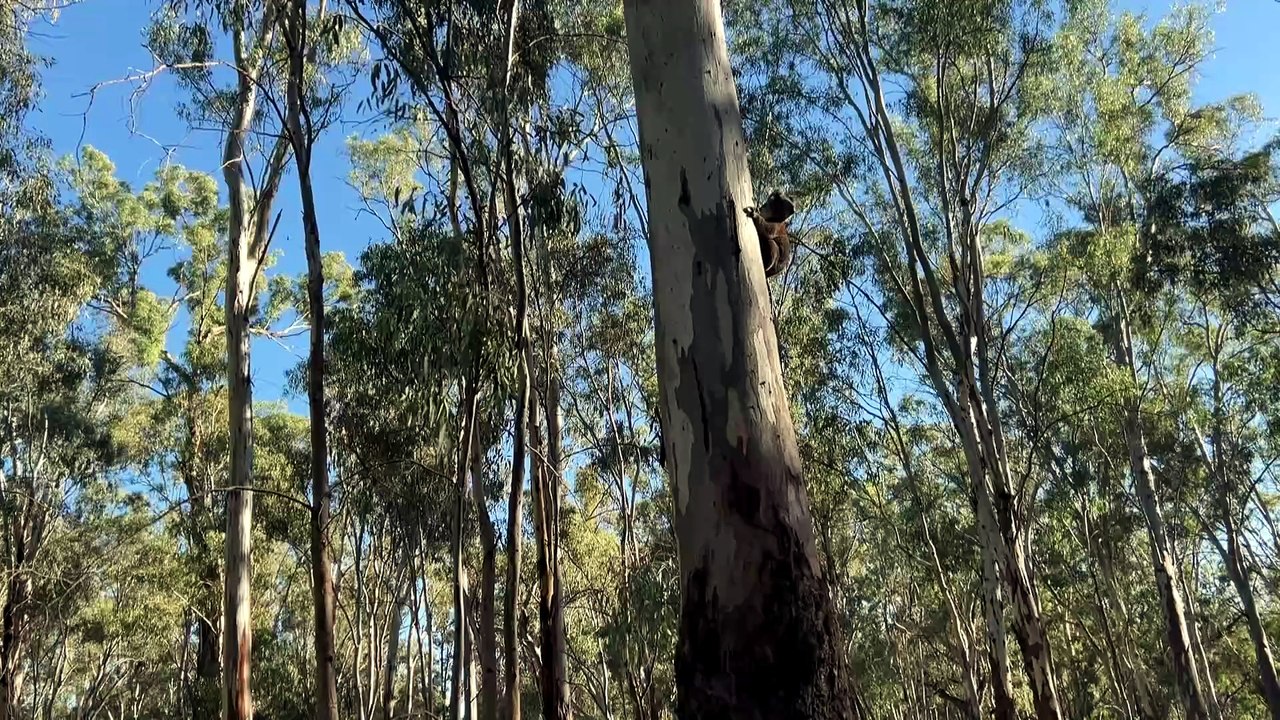 Innovative tracking collars help researchers monitor south-east Queensland koala populations
