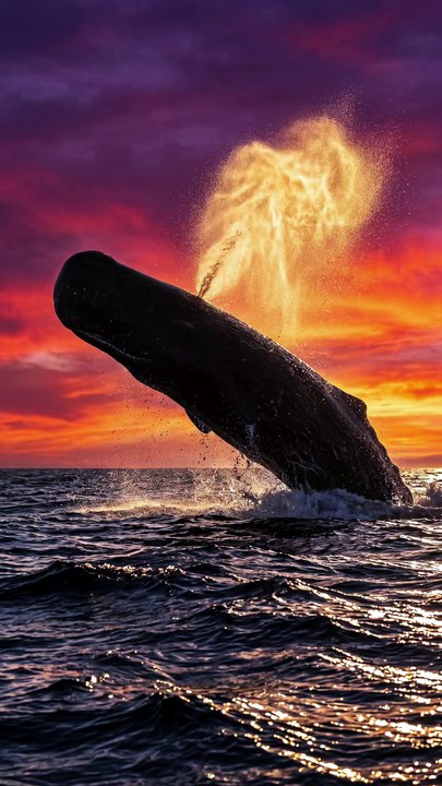 🐋 Baleia Cachalote 🐋