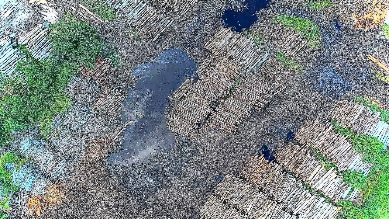 auto_deforestation_in_the_democratic_republic_of_07261141