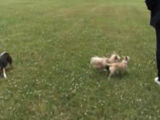 Gizmo, Gizmo Cindy