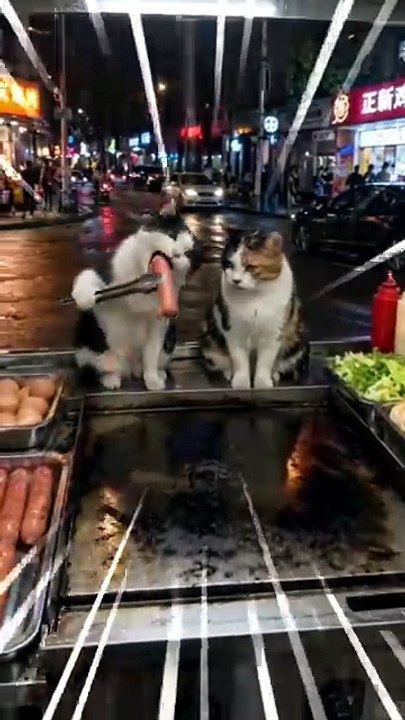 Funny cat video