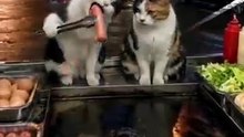 Funny cat video