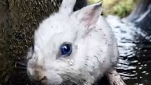 Baby Rabbit Trapped in Drain Pipe | Emotional Wildlife Rescue Story 🐇❤️