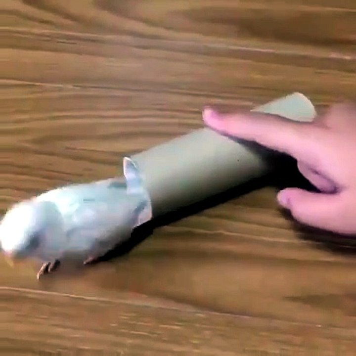 Best New Funny Videos Ever
