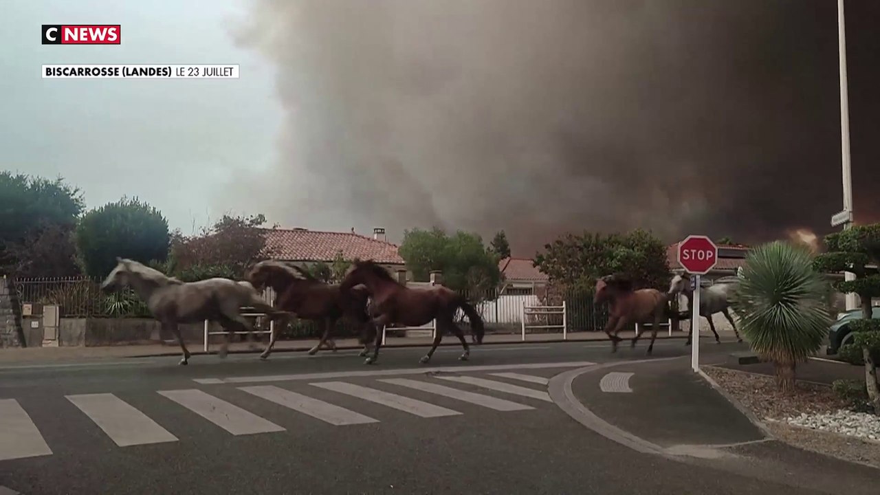 Incendies en France : de nombreux animaux ont déjà péri dans les flammes