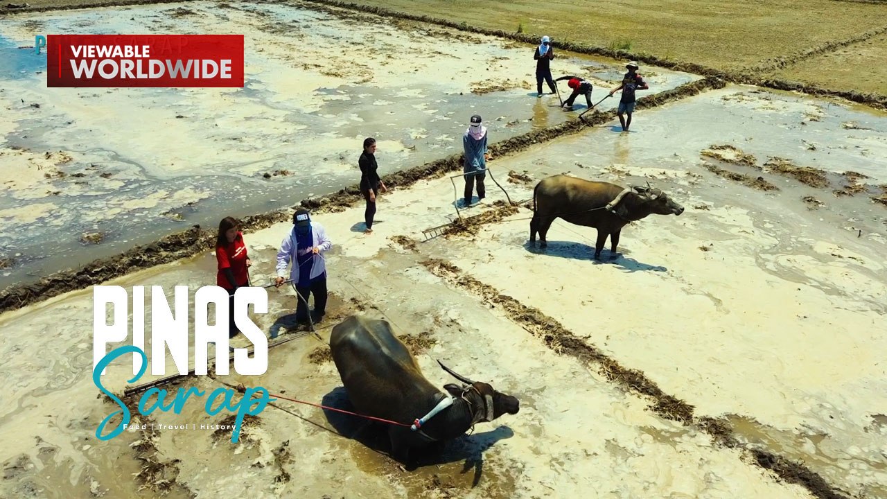 Ang pinakamaingay na tandem, nagtapat sa pag-aararo sa bukid! | Pinas Sarap