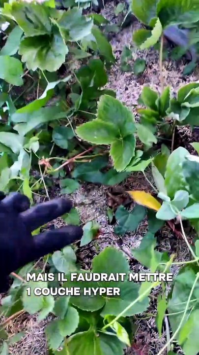 Quel paillage tu préfères ? #paillage #jardinage #potager