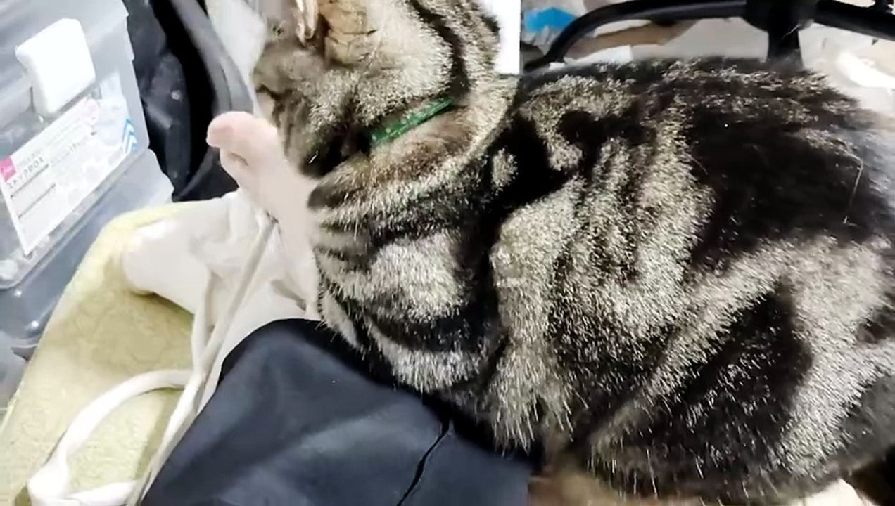 飼い主の足にくっついてくつろぐココア8