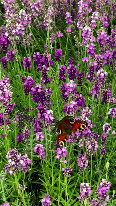 Stunning Butterfly