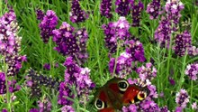 Stunning Butterfly