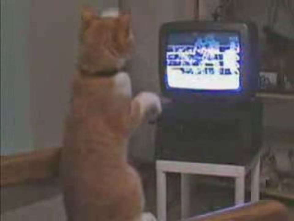 chat boxe