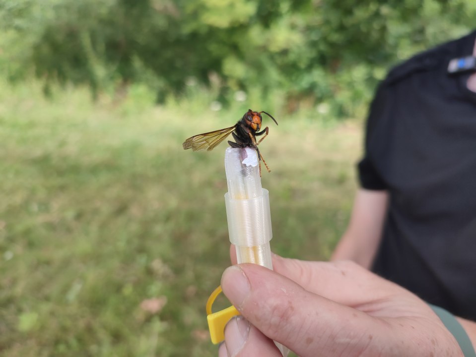 Un apiculteur fixe des traceurs sur des frelons asiatiques pour éradiquer leurs nids