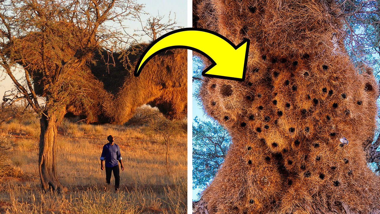 Nature's Wonders: Avian Architecture and Weather Prognostication