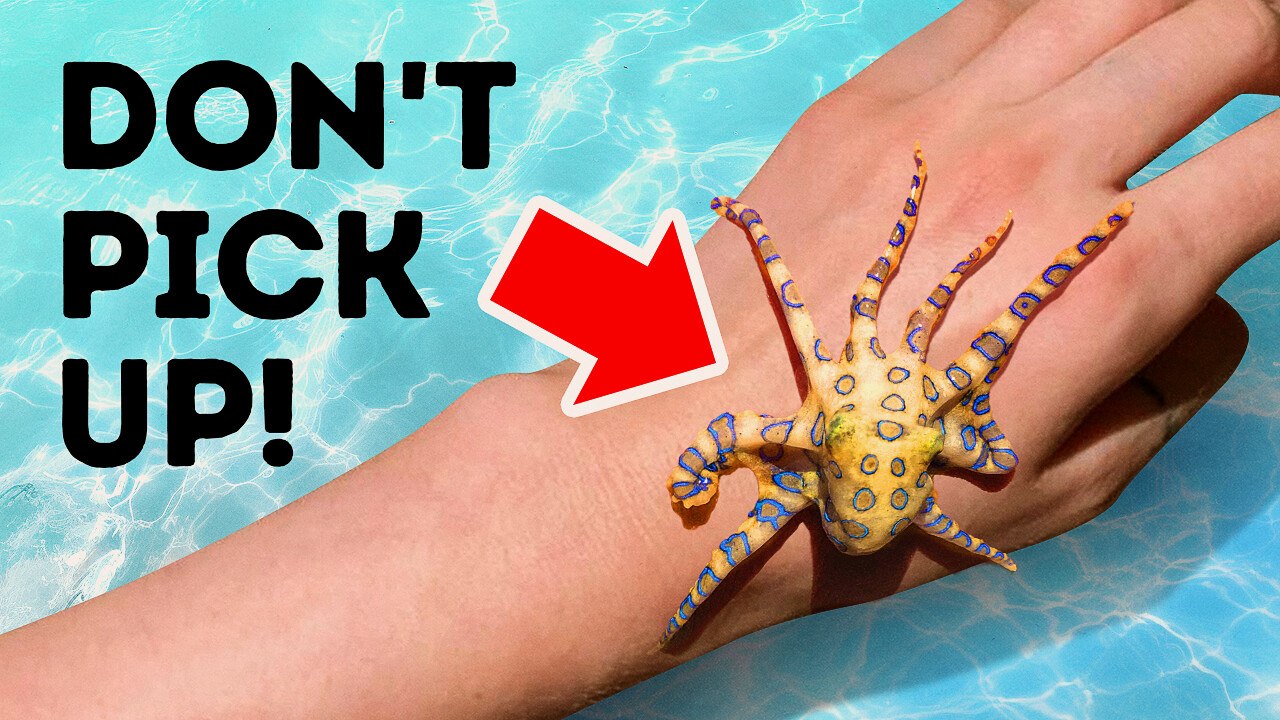 The Fascinating World of Octopuses