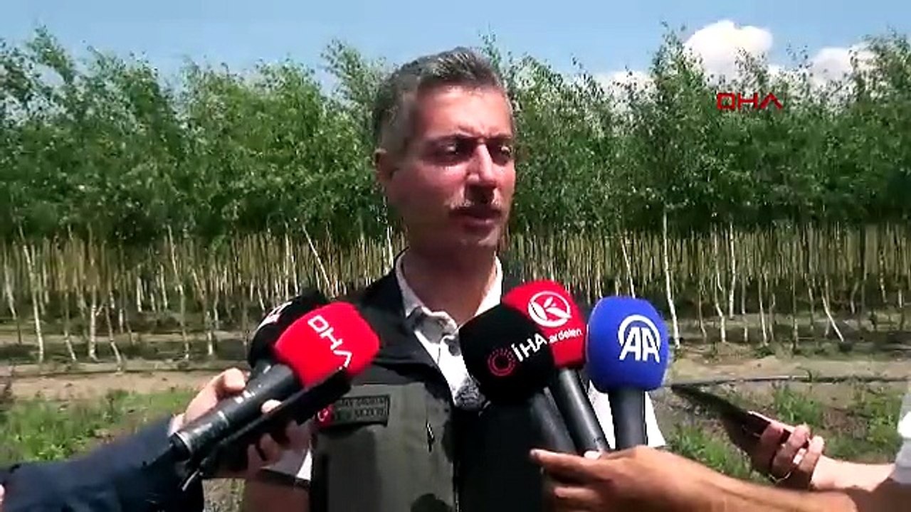 Finlandiya'dan ithal ediliyordu... Artık Doğu'nun ormanlarından üretilecek