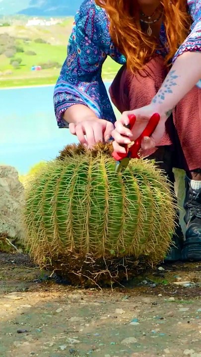 Cooking a wild cactus for a delicious meal🌵